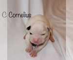 Small Photo #3 American Bulldog Puppy For Sale in MECHANICSVILLE, VA, USA