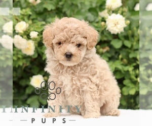 Medium Poodle (Toy)