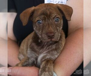 Mutt Dogs for adoption in Washington, DC, USA
