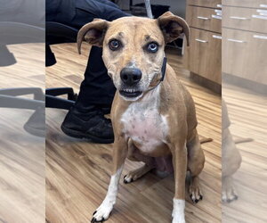 Labrador Retriever-Unknown Mix Dogs for adoption in Rowlett, TX, USA