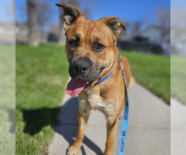 Medium Photo #3 Mutt Puppy For Sale in Fargo, ND, USA