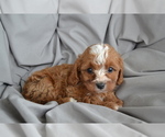 Small Photo #14 Cavapoo Puppy For Sale in GREENWOOD, WI, USA