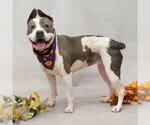 BELLE - Female Mutt Dog for Adoption - Small photo