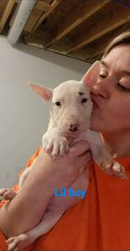 Medium Photo #91 Bull Terrier Puppy For Sale in JACKSON, MI, USA
