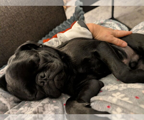 Medium Photo #2 Pug Puppy For Sale in Modesto, CA, USA