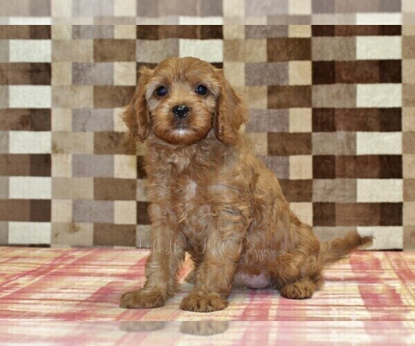 Medium Photo #1 Cavapoo (Miniature) Puppy For Sale in DENVER, PA, USA