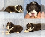 Small Photo #3 Aussiedoodle Puppy For Sale in BROOKER, FL, USA