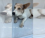 A662525 - Female Carolina Dog Dog for Adoption - Small photo