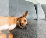 Small Basenji Mix