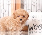 Small Photo #2 Cavapoo Puppy For Sale in NAPLES, FL, USA
