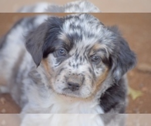 Miniature Australian Shepherd Puppy for sale in HARMONY, NC, USA