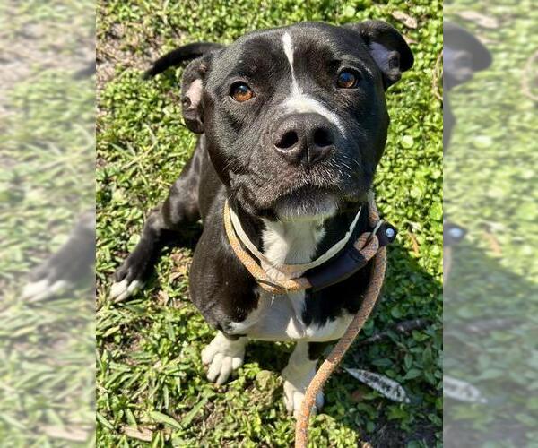 Medium Photo #1 American Staffordshire Terrier Puppy For Sale in Fort Lauderdale, FL, USA