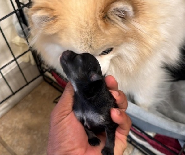 Medium Photo #4 Pomeranian Puppy For Sale in LOGANVILLE, GA, USA