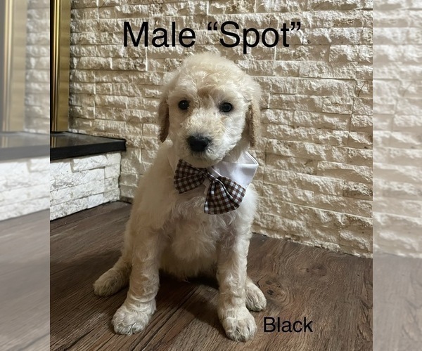 Medium Photo #13 Goldendoodle Puppy For Sale in KEIZER, OR, USA