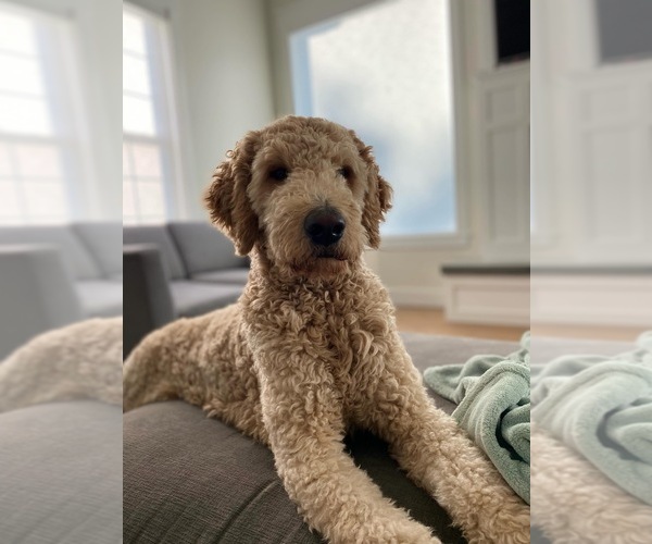 Medium Photo #1 Golden Mountain Doodle Puppy For Sale in HIGHLAND, UT, USA