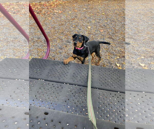 Medium Photo #5 Doberman Pinscher Puppy For Sale in Minneaoplis, MN, USA