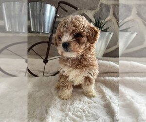Poodle (Miniature) Puppy for sale in HONEY BROOK, PA, USA