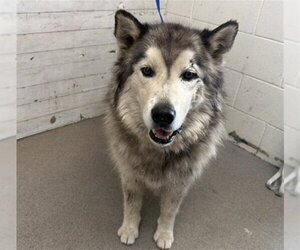Siberian Husky Dogs for adoption in San Bernardino, CA, USA