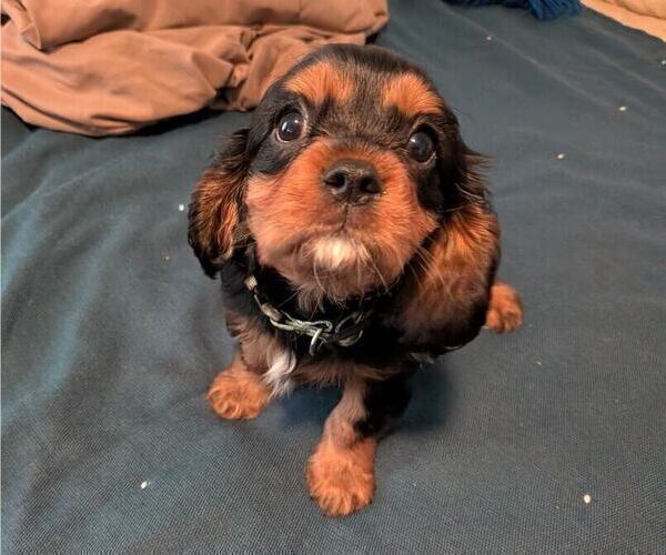 Medium Photo #1 Cavalier King Charles Spaniel Puppy For Sale in GAINESVILLE, TX, USA