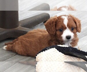 Cavapoo Puppy for sale in CARLISLE, KY, USA