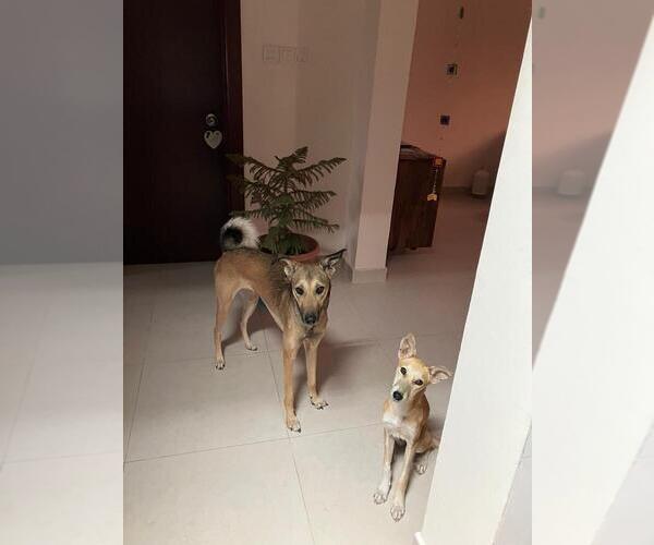 Medium Photo #4 Mutt Puppy For Sale in garner, NC, USA