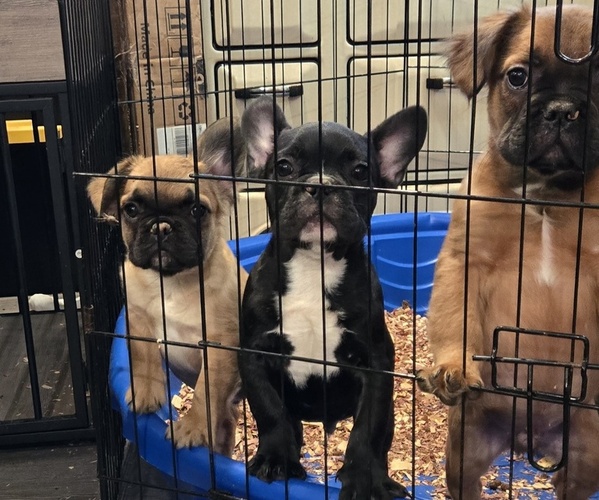 Medium Photo #1 French Bulldog Puppy For Sale in SACRAMENTO, CA, USA