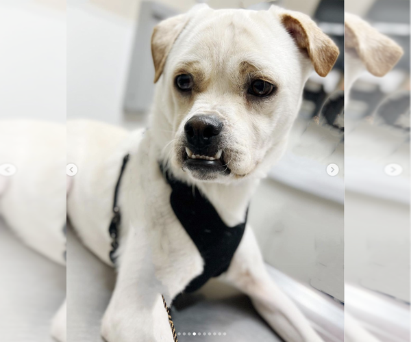 Medium Photo #3 American Bulldog-Labrador Retriever Mix Puppy For Sale in West Hollywood, CA, USA