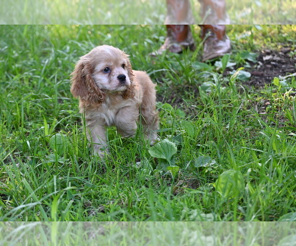 Medium Photo #8 Cocker Spaniel Puppy For Sale in AVALON, MO, USA