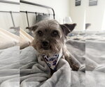 Small Mutt