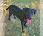 Small #1 Labrador Retriever Mix