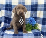 Small Photo #1 Labrador Retriever Puppy For Sale in CEDAR LANE, PA, USA