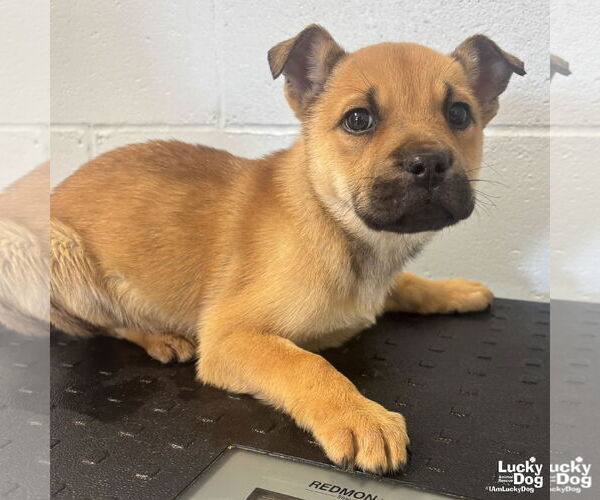 Medium Photo #2 Mutt Puppy For Sale in Washington, DC, USA