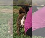 Small Photo #7 Boxer Puppy For Sale in SENECA, KS, USA