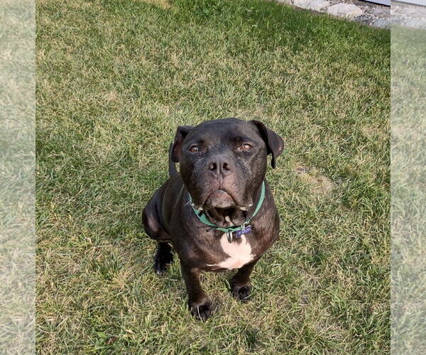 Medium Photo #52 American Pit Bull Terrier Puppy For Sale in Fargo, ND, USA