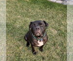Small #51 American Pit Bull Terrier