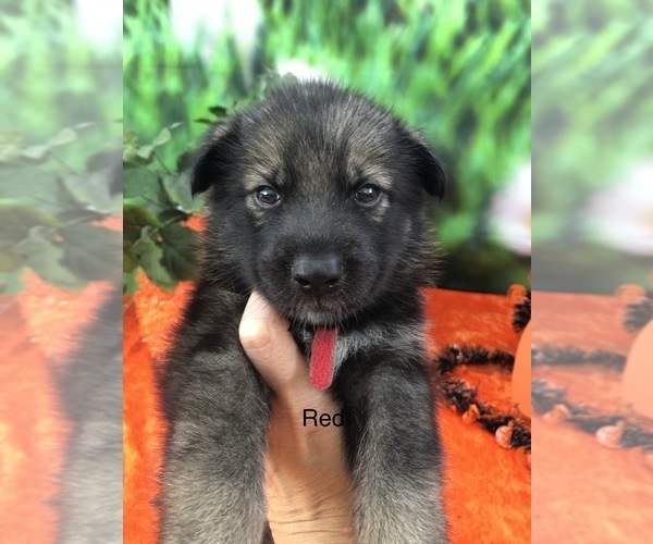 Medium Photo #2 German Shepherd Dog-Siberian Husky Mix Puppy For Sale in LAKELAND, FL, USA