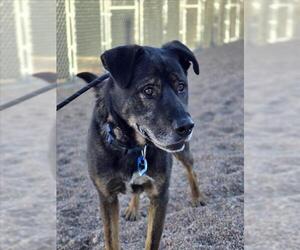 Shepradors Dogs for adoption in Fort Collins, CO, USA