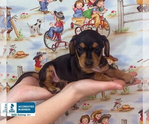 Dachshund Puppy for sale in WINNSBORO, LA, USA