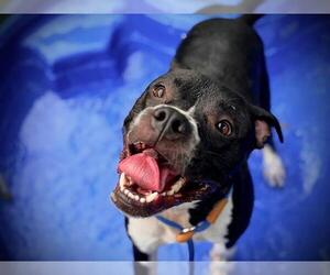 Boxer-Unknown Mix Dogs for adoption in Orlando, FL, USA