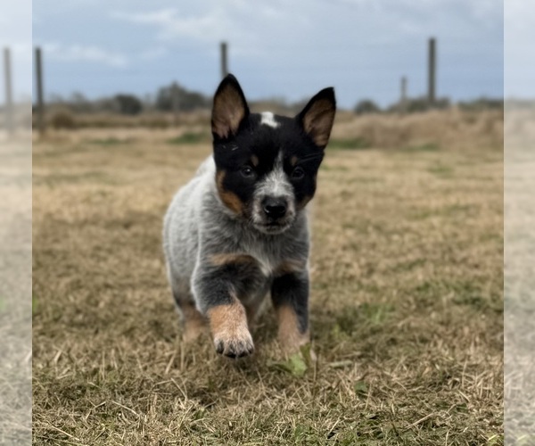 Medium Photo #3 Australian Cattle Dog Puppy For Sale in ZOLFO SPRINGS, FL, USA