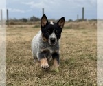 Small #2 Australian Cattle Dog
