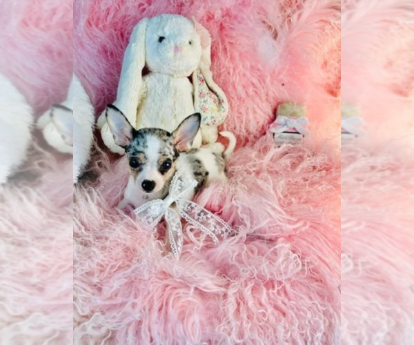 Medium Photo #3 Chihuahua Puppy For Sale in ORLANDO, FL, USA