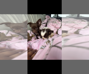 Chihuahua Puppy for sale in CHARLOTTE, NC, USA