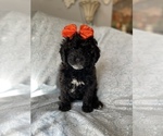 Small Photo #3 Maltipoo Puppy For Sale in FEASTERVILLE TREVOSE, PA, USA