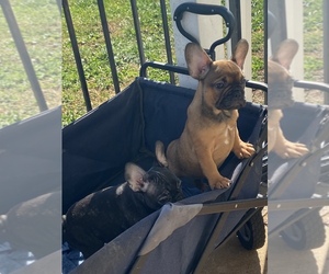 French Bulldog Puppy for sale in CLEVELAND, NC, USA