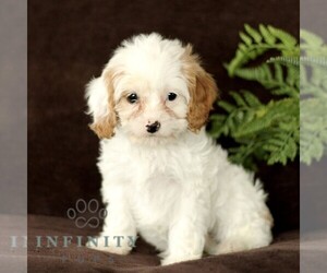 Cavapoo Puppy for sale in BIRD IN HAND, PA, USA