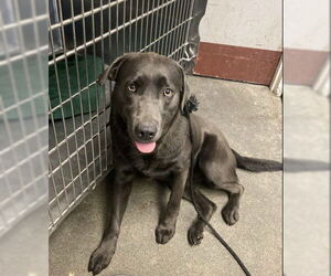 Medium Labrador Retriever Mix