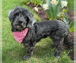 Small #6 Cocker Spaniel-Poodle (Miniature) Mix