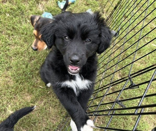 Medium Photo #4 Border Collie-Border Terrier Mix Puppy For Sale in LINCOLN, TX, USA