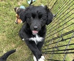 Small #3 Border Collie-Border Terrier Mix